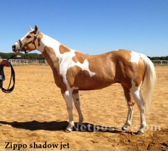 Zippo shadow jet 